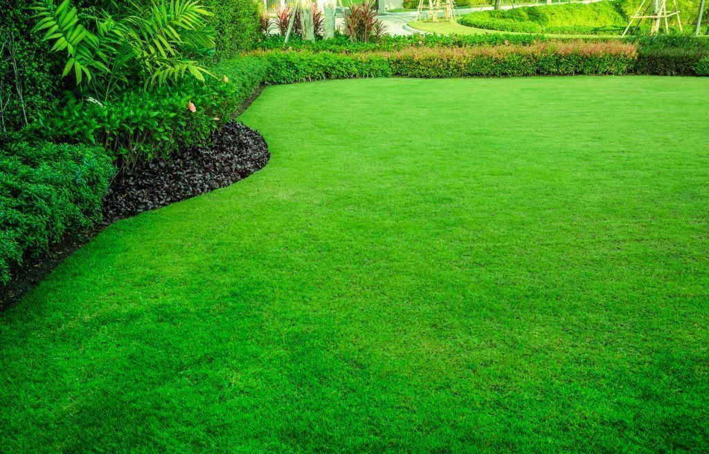 What to do to your lawn in the spring